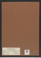 Hemiaulus californicus Ehrenb. (de-Toni-Nr.: Genus 117, Species 3348) Zeichnungen Sammlung Grunow Mappe 03558 (Herbarium_W_Grunow_drawings_Folder_03558)